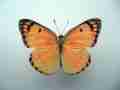 Colotis fausta Male Mosaic Gynandromorph (INDIA)2 (Internet Image property of respective owner, non-commercial use only)
